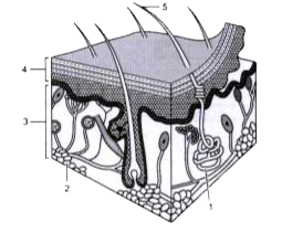 Study the diagram and answer the questions that follow :      Explain the function of parts .1. and .2..