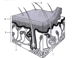 Study the diagram and answer the questions that follow :      Which layer of skin act as storehouse of fat?