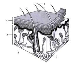 Study the diagram and answer the questions that follow :      How does skin respond to cold?