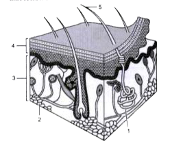 Study the diagram and answer the questions that follow :      Define the term, Goose pimple.