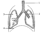 Study the diagram given below and answer the questions that follow:      Which stage of pulmonary ventilation is  shown in this diagram ? Give reason in  support of your answer.