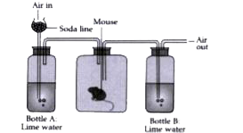 Given below is an experimental setup to demonstrate a particular process in animals. Answer the questions that follow:      (i) Name the physiological process being studied.   (ii) Define the process mentioned in (i).