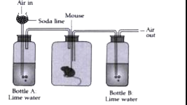 Given below is an experimental setup to demonstrate a particular process in animals. Answer the questions that follow:      What is the function of soda lime?
