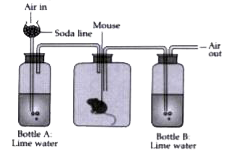 Given below is an experimental setup to demonstrate a particular process in animals. Answer the questions that follow:      After a few hours what will happen to the lime water in Bottle A and in Bottle B? Give  suitable reasons for your answer.