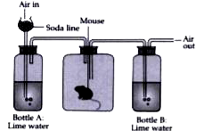 Given below is an experimental setup to demonstrate a particular process in animals. Answer the questions that follow:      Write a balanced chemical equation for the process carried out by the mouse.
