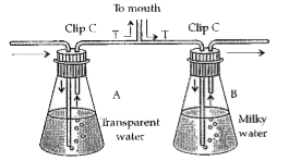 Study the experimental set-up given below and answer the following questions:       What is your observation for flasks .A. and .B.?
