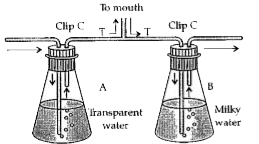 Study the experimental set-up given below and answer the following questions:       Name the liquid filled in the test tube. Explain  how the above mentioned chemical would  interfere with the experiment.