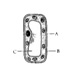 The diagram given below shows a few parts of a cell.       Is it a plant or  animal cell? Give a reason to support your answer.