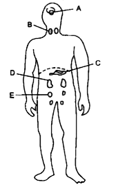 Given below is the outline of the human body showing the important glands:      Name the glands marked A to E.