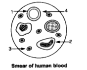 Given below is a diagram of a human blood smear. Study the diagram and answer the questons that follow:      Name the components numbered 1 to 4.