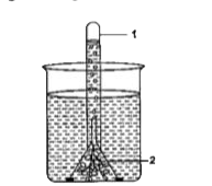 The following diagram demonstrates a physiological process taking place in green plants. The whole set up was placed in bright sunlight for several hours. Study the diagram and answer the questions that follow:      What would happen to the rate of bubbling of the gan if a pinch of sodiam bicarbonate is added to the water in the beaker? Explain your answer