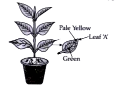 A potted plant was taken in order to prove a factor necessary for photosynthesis. The potted plant was kept in the dark for 24 hours. One of the leaves was covered with black paper in the centre. The potted plant was then placed in sunlight for a few hours.        During the starch test, why was the leaf: (1) boiled in water (2) boiled in methylated spirit