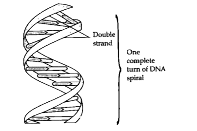 Given below is a diagram of the double helical structure of DNA.      Who gave the double helical model to explain the structure of DNA ?
