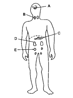 Given below is an outline of the human body showing the important glands.       Name the hormone secreted by part D. Give one important function of this hormone