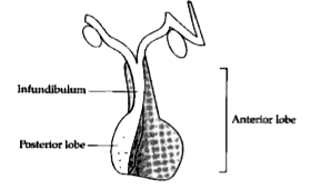 The diagram given below represents an endocrine gland in the Human body.      Which Iobe of the above gland secretes.   1. Oxytocin   2. ACTH   3 Growth hormone