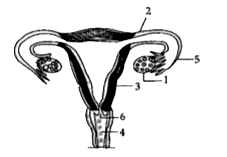 The diagram given belwo represents a system in the human body. Study the diagram and answer the following question:      Mention the surgical methods of contraception in   1. Human males   2. Human females.