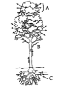 An outline sketch of a tree is shown in the diagram below. Study the same and answer the question that follo:     What is the importance of this phenomenon is plants.