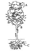 An outline sketch of a tree is shown in the diagram below. Study the same and answer the question that follo:     Explain the role of any three external factors that will increase the rate of this phenomenon.
