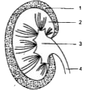 The diagram given below shows a section of a human kidney. Study the diagram carefully and answer the questions that follow:       (i) Label the parts numbered 1 to 4.   (ii) Why does part