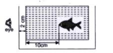 A fish is located at a distance of 10 cm from the wall of fish pond. The thickness of the glass wall is 2 cm. Find the apparent position of the fish. (Given,