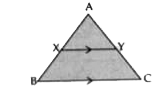 In DeltaABC, XY || BC and XY=(1)/(2)BC. If the area of DeltaAXY=10cm^(2), find the area of trapezium XYCB.