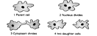 (i) Identify the process depicted in the picture given below :   (a) Name the organism that divides by the above process.   (b) Compare the above process with multiple fission.      (c) State the type of reproduction in the above process and define it.   (ii) Differentiate between fission in Amoeba and Leishmania.
