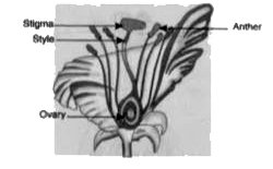 Draw longitudinal section of a bisexual flower and label the following parts on it :      (i) Anther, (ii) Ovary, (iii) Stigma, (iv) Style.