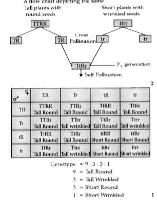 ocr_image