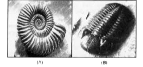 (a) Identify the fossils A and B?   (b) What type of fossils are these?