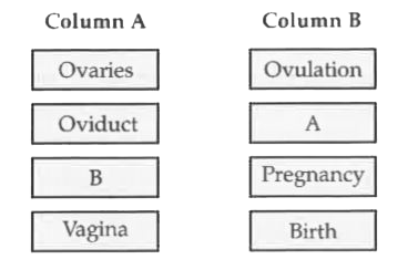 Female reproductive organs and associated functions are given below in column A and B. Fill in the blank boxes.