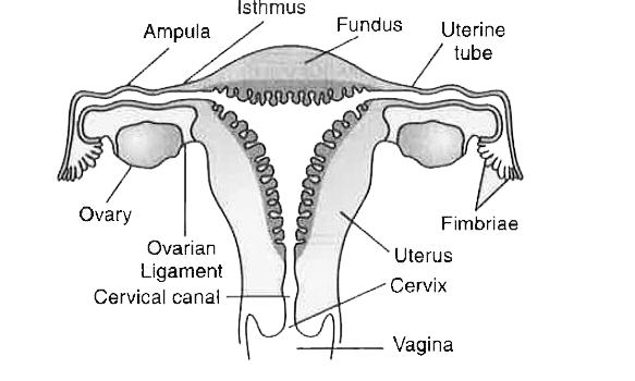 Draw a labelled diagram of female reproductive system.
