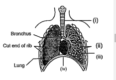 (iii) Alveoli: Thin-walled sac like structure for exchange of gases.