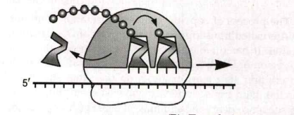 Which cellular process is shown below ?