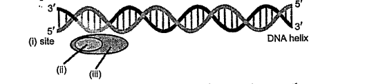 Transcription unit is represented in the diagram given below: