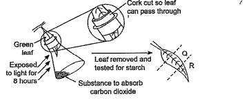 A plant is kept in the dark for two days. A leaf is used in an experiment to investigate the effect of two factors on photosynthesis as shown in the diagram.  What are the colours of Q and R, when the leaf is tested for starch, using iodine solution?