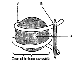 In the given diagram, identify A,B and C.