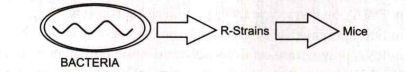 What will be the outcome when R-strain is injected into the mice ?