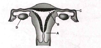 Identify A,B,C and D.