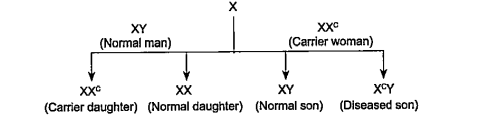 Inheritance of which of the following traits is shown in the given cross?