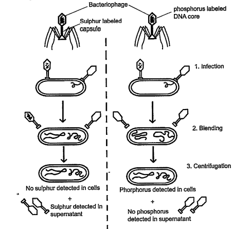 Who performed the experiment shown below and what was proved by this experiment ?