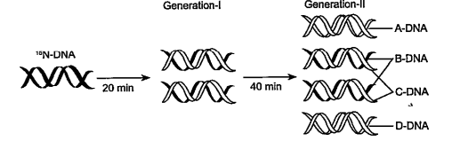 Given diagram depicts the experiment of Meselson and Stahl.      Which of the following is correctly depicted from the above diagram?   Equal amount of light DNA and hybrid DNA   was observed in E. coli culture after one generations.   The generations time of E. coli culture was 40 minutes.   Equal amount of light DNA and hybrid DNA was observed in E.coli culture after two generations.