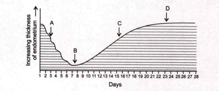 The below diagram describes the changes that occur in the endometrium during a normal menstruation. Choose the option with correct description or points A,B,C and D