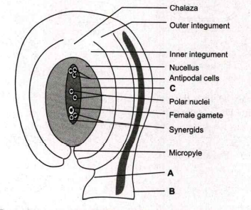 Identify the various parts A to C in the given diagram of an ovule.