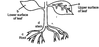 The diagram shows parts of the flowering plant. What does the most tra