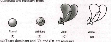 Select the dominant and recessive traits