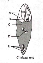 In the given fertilised embryo sac, identify A to E.