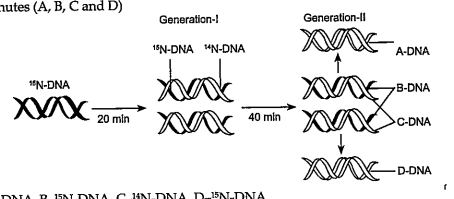 Given diagram depicts the experiment of Meselson and Stahl. Identify the type of isotopic DNA formed after 40 minutes (A, B, C and D)