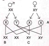 Find out A , B and C in the diagram given below