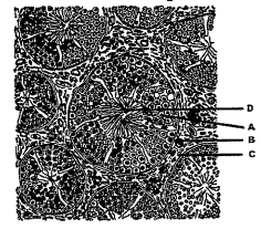 Given below diagram refers to the TS of testes showing few semiferous tubuls