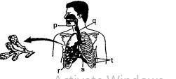 Refer to the given figure and answer the following questions:  Which of these parts: (I) are actual sites of respiratory gas exchange? (II) is the common passage for air and food? (III)is provided with incomplete cartilaginous rings? (IV)relaxes and gets back to its original shape during expiration? (V)moves upwards and outwards during inspiration?